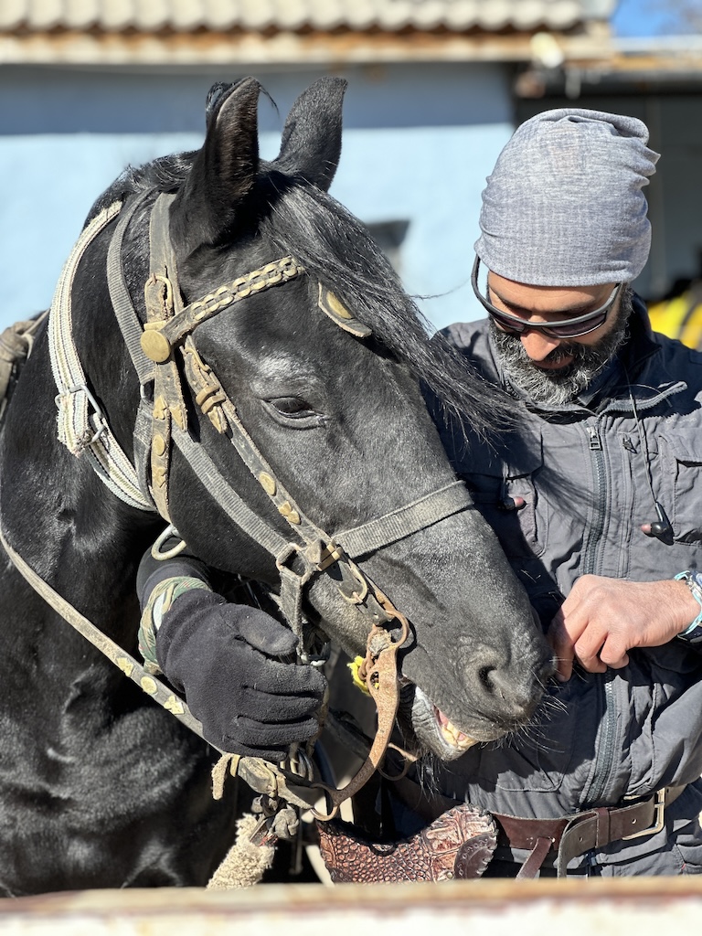 Bulgar Rahvan Horse